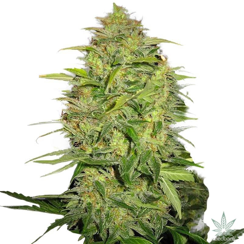 Lemon Auto Seeds products auto lemon skunk seeds auto super lemon skunk seeds