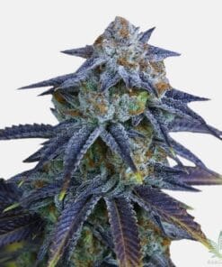 feminized bruce banner seeds