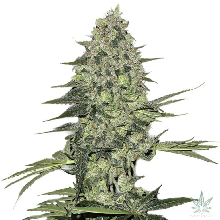 Bubba Kush Seeds