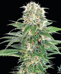 early skunk seeds usa