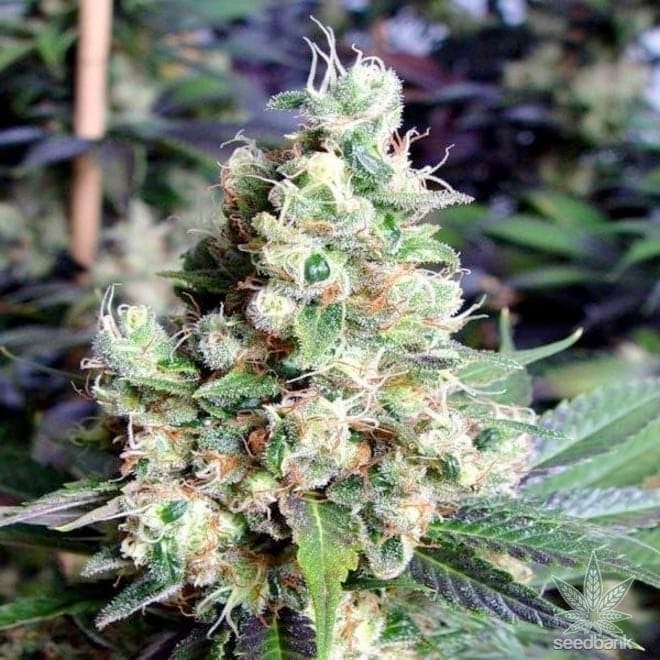 NYC Diesel Seeds products buy feminized nyc diesel seeds buy-feminized-nyc-diesel-seeds