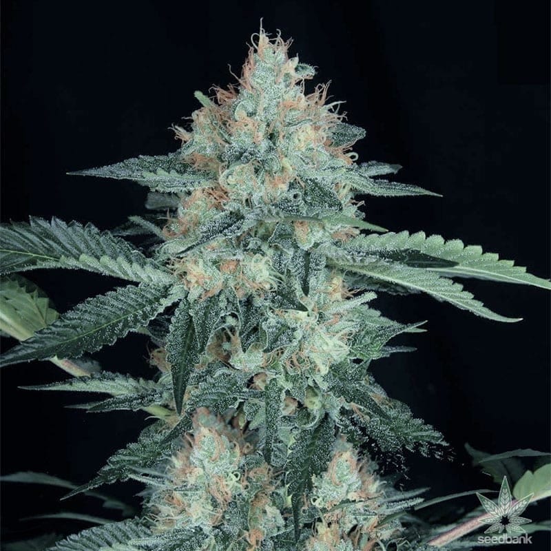 Great White Shark Seeds products buy great white shark seeds usa buy-great-white-shark-seeds-usa