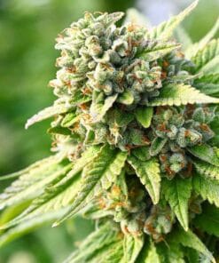 buy feminized koshoer kush seeds strain usa