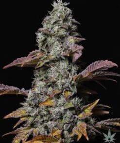 cement_shoes_cannabis_seeds_for_sale_2