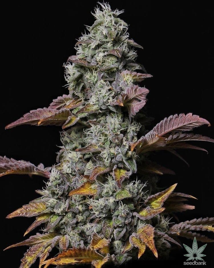 cement_shoes_cannabis_seeds_for_sale_2