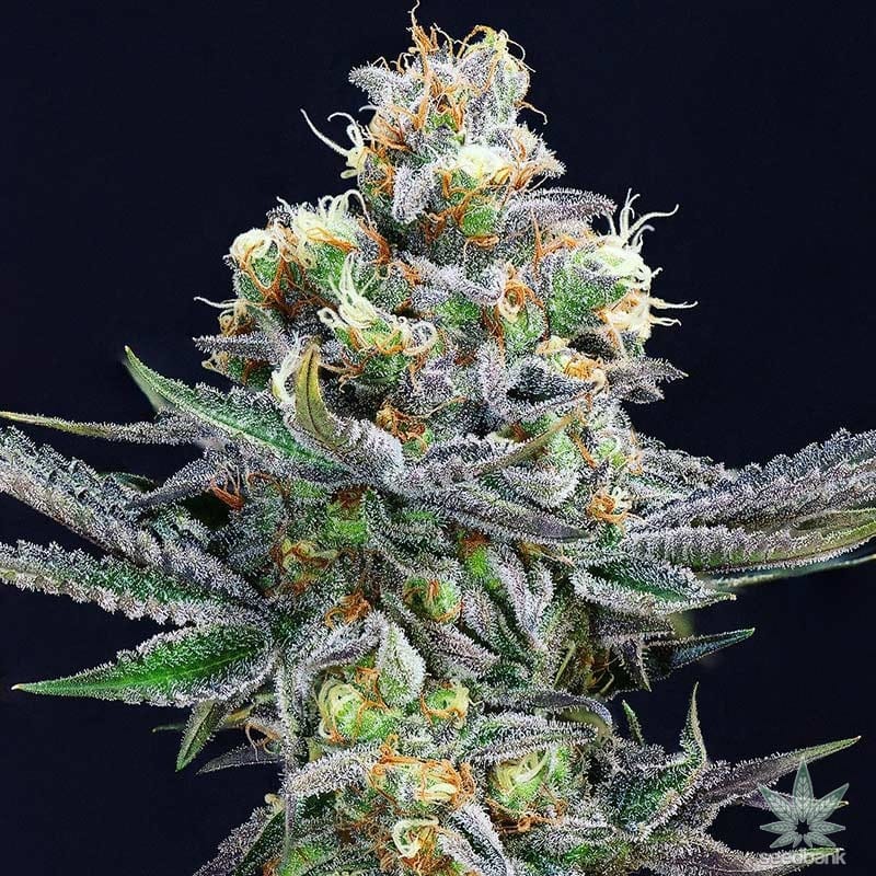 cement_shoes_cannabis_seeds_for_sale_4