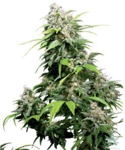 cinderella-99-seeds-cindy-99-c99