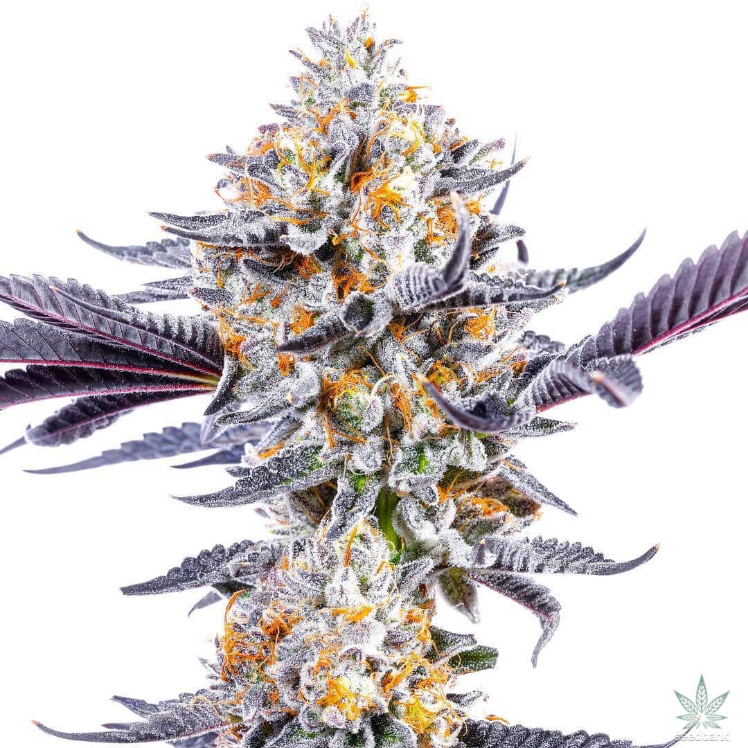 Do Si Dos Seeds | Feminized Do si dos Seeds | Seed Bank Dosido Strain