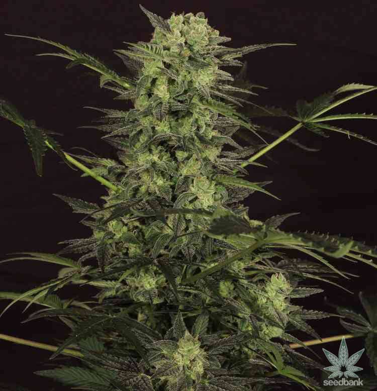 MK Ultra Seeds products feminized MK Ultra cannabis seeds usa MK Ultra strain seeds usa