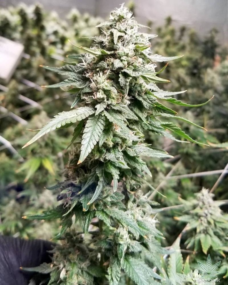 Tahoe Kush Seeds products feminized Tahoe og kush seeds seedking.com feminized-Tahoe_og_kush_seeds_seedking.com