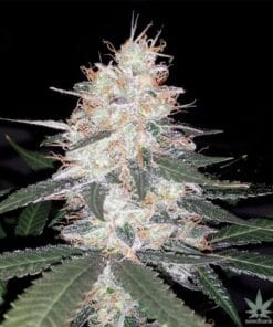 feminized-kali-mist-seeds-usa-2