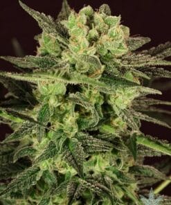MK Ultra Seeds products feminized mk ultra seeds mk ultra seeds