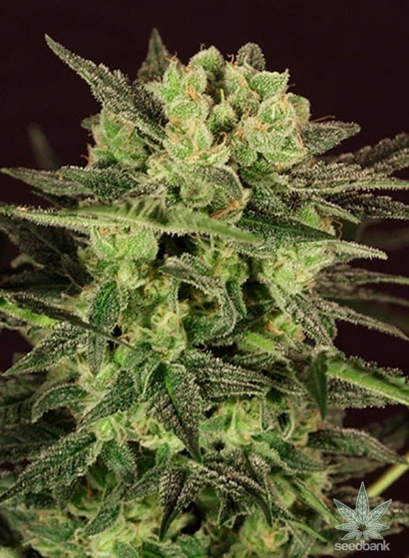 MK Ultra Seeds products feminized mk ultra seeds mk ultra seeds