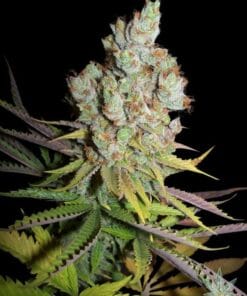 feminized-sour-lemon-haze-seeds-for-sale-usa