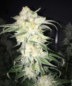 buy afghan kush seeds
