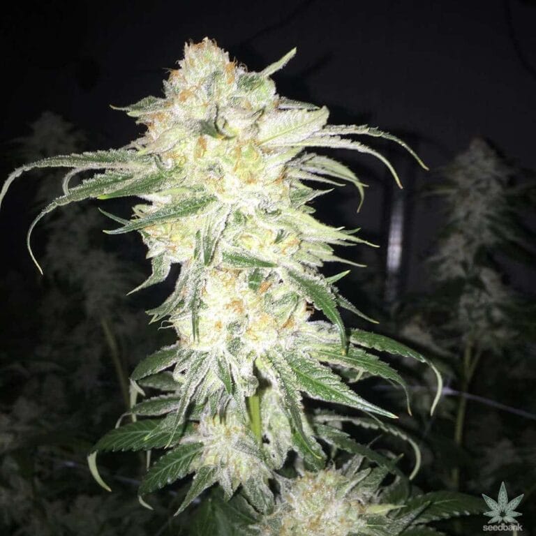 Afghan Kush Seeds