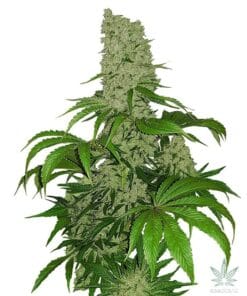 Tall cannabis plant with dense buds from big bud seeds