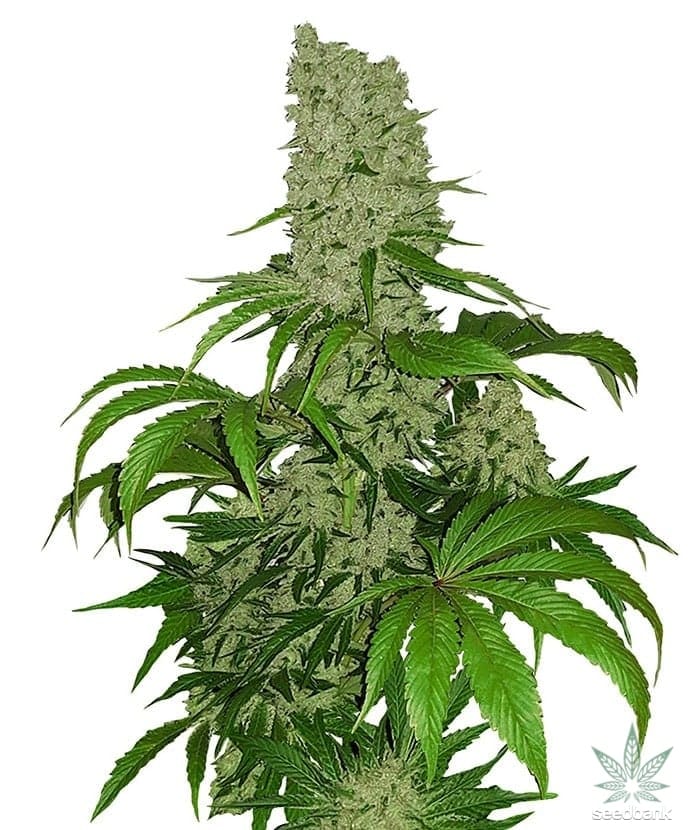 Tall cannabis plant with dense buds from big bud seeds
