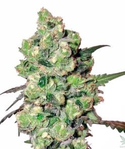 feminized_super_skunk_cannabis_seeds_seedking