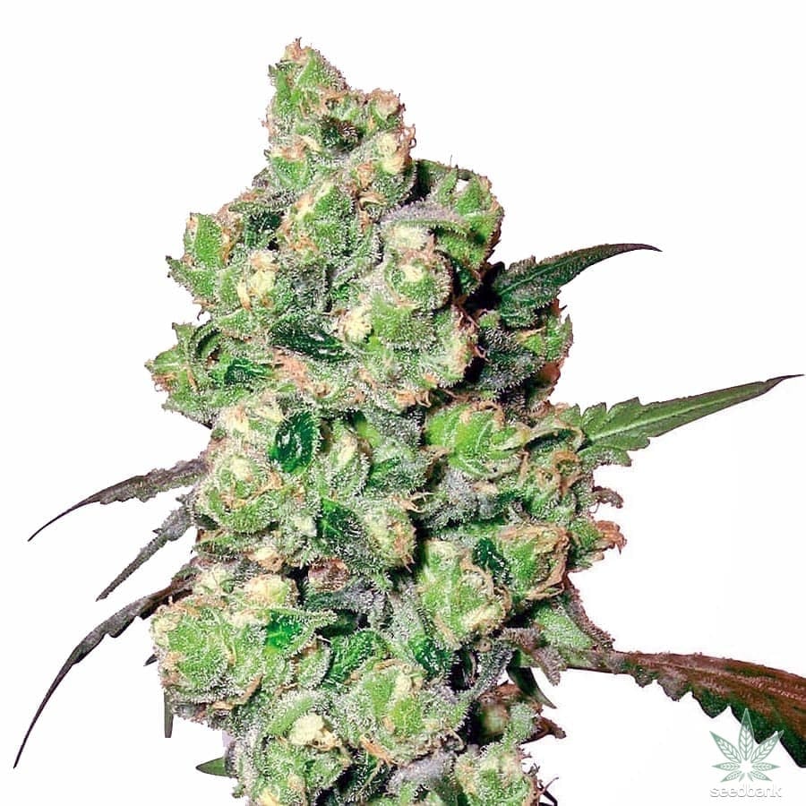 Super Skunk Seeds products feminized super skunk cannabis seeds seedking feminized_super_skunk_cannabis_seeds_seedking