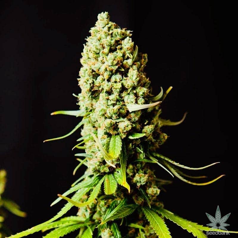 Super Skunk Seeds products feminized super skunk seeds seedking.com feminized_super_skunk_seeds_seedking.com