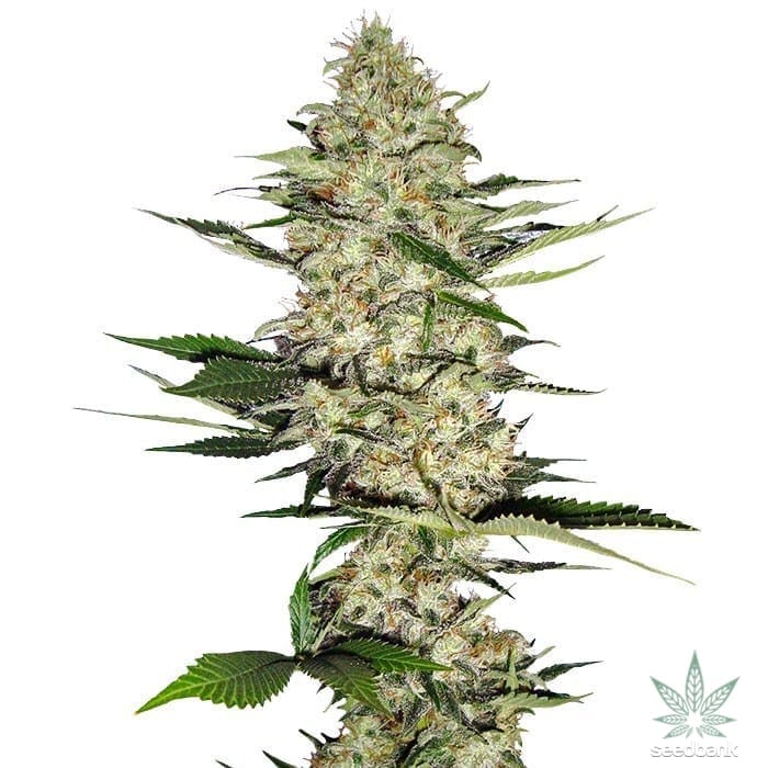 Hindu Kush Seeds products hindu kush seeds hindu kush seeds
