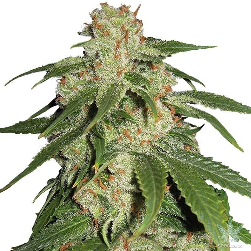 Jack Herer Seeds products jack herer seeds 01 feminized jack herer cannabis seeds