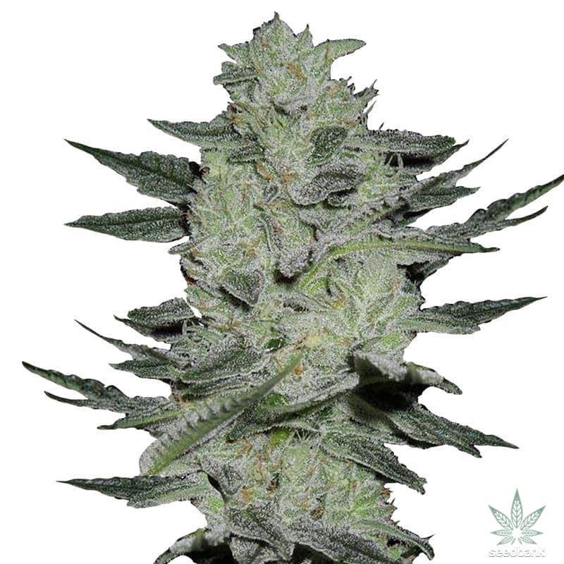 Jack Herer Seeds products jack herer seeds 3 feminized jack herer seeds