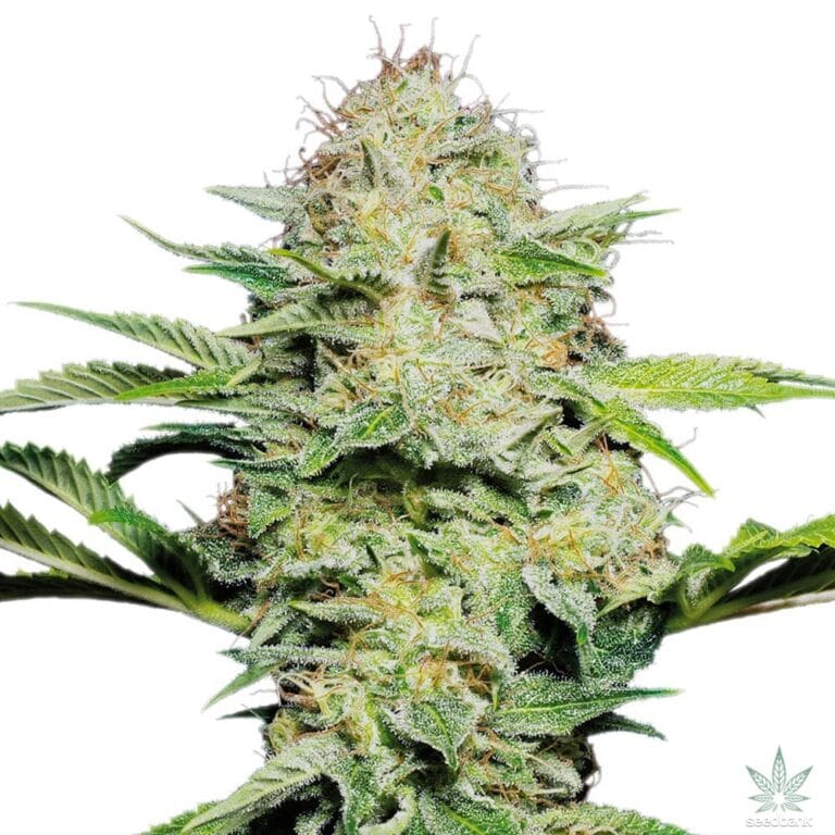 Kashmir Kush Seeds