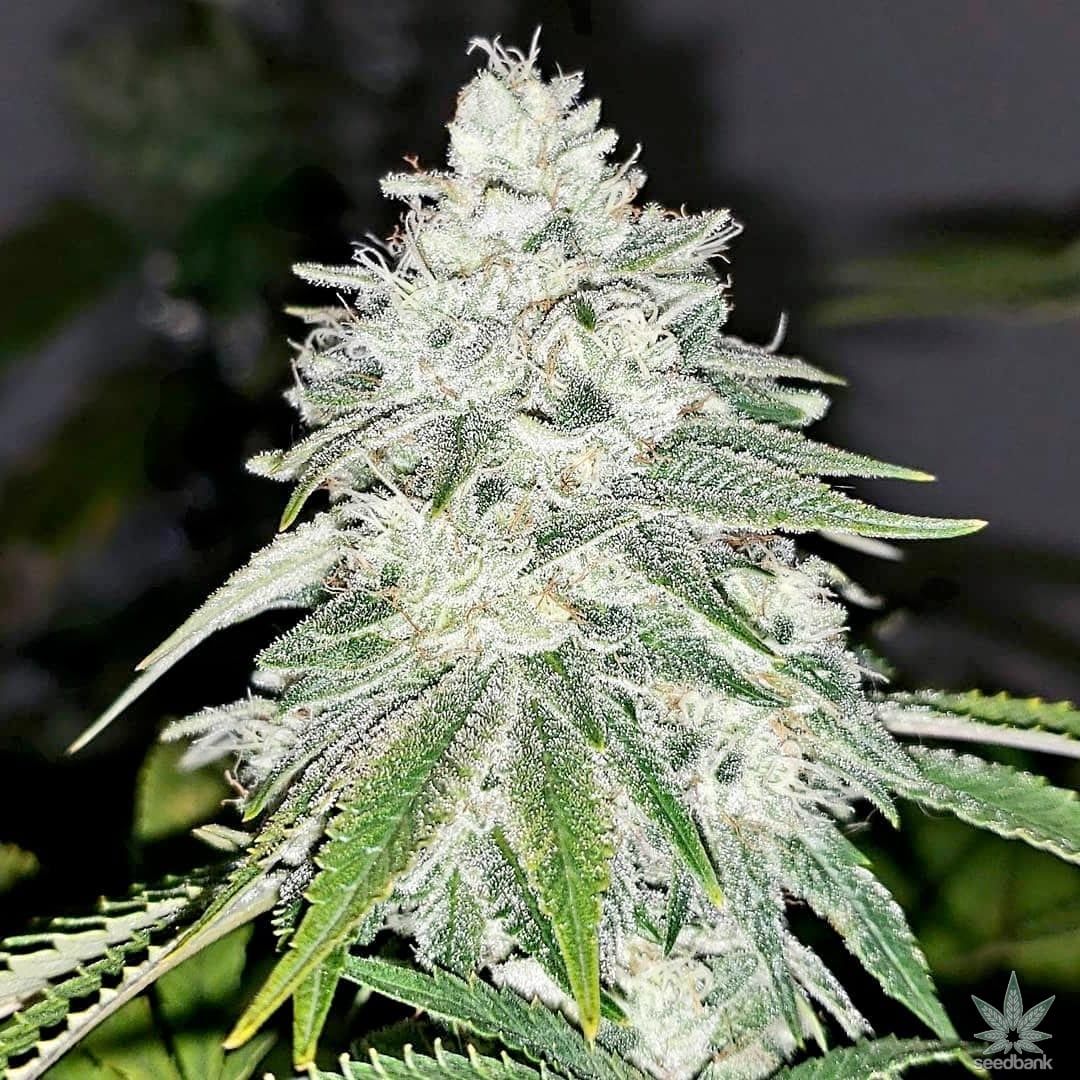 NYC Diesel Seeds products nyc diesel seeds 1a ny diesel seeds
