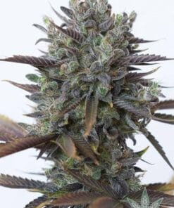 purple kush seeds