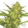 sour diesel seeds