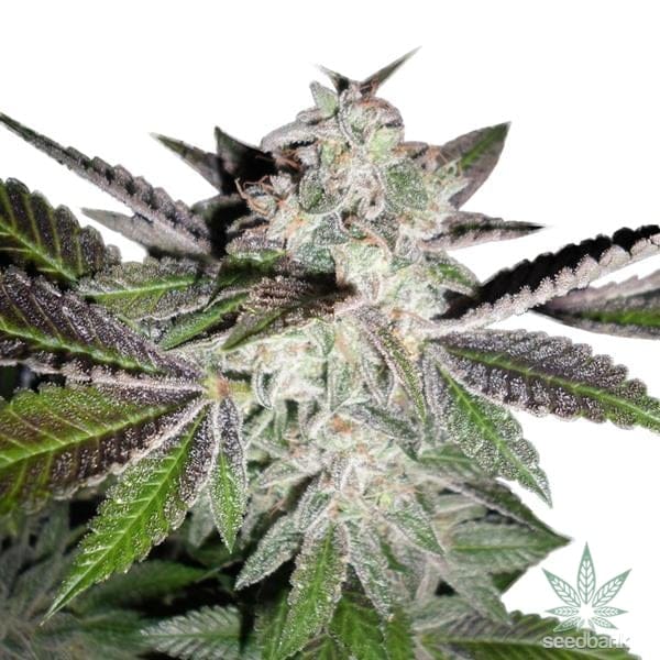 Sunset Sherbet Seeds products sunset sherbert cannabis seeds 1 grande sunset-sherbert-cannabis-seeds-1_grande