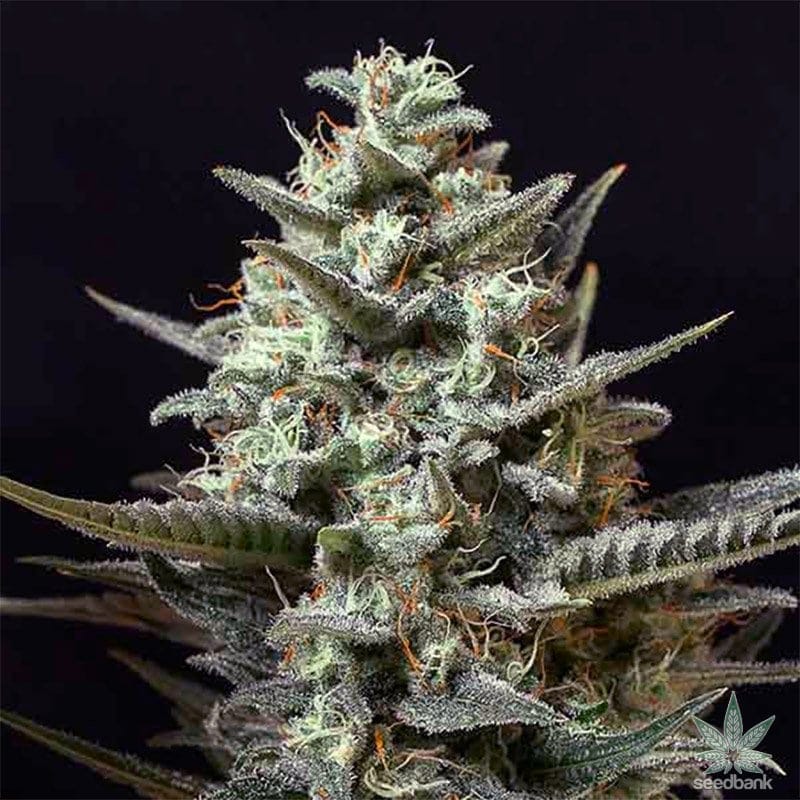 Sweet Tooth Seeds products sweet tooth seeds feminized cannabis seeds sweet tooth seeds