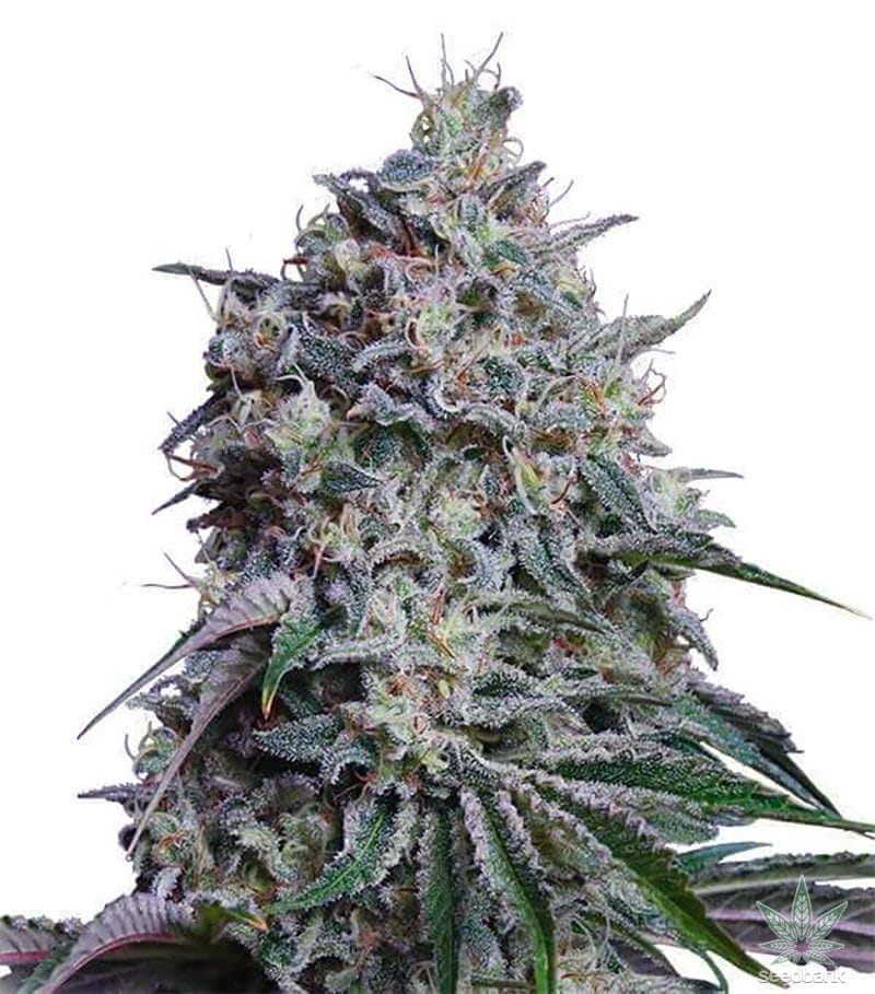 Sweet Tooth Seeds products sweet tooth seeds feminized marijuana seeds sweet-tooth-seeds-feminized-marijuana-seeds