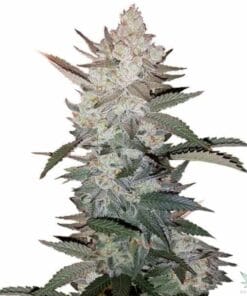 true og kush seeds seed bank