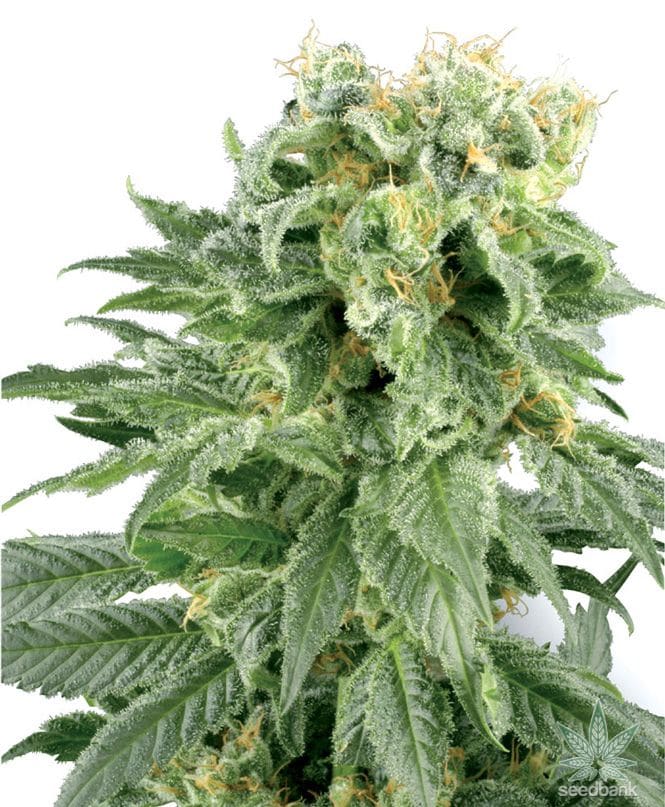 White Rhino Seeds products white rhino cannabis seeds seed king white rhino cannabis seeds