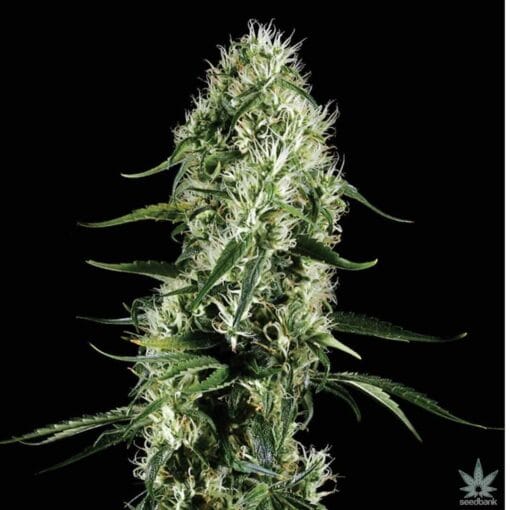 CBD Seeds CBD Super Silver Haze cannabis plant in flower