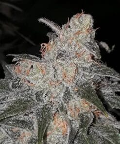 bubblegum-seeds-cannabis-marijuana-usa