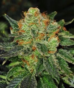 bubblegum-strain-cannabis-seeds