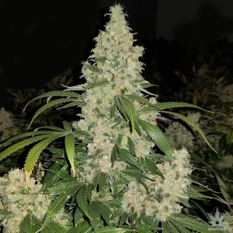 Critical Mass Seeds