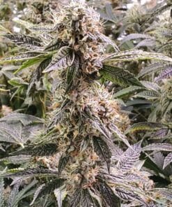 Fire OG Seeds products fire og seeds fog white fire og strain hybrid Feminized cannabis seeds feminized fire og seeds