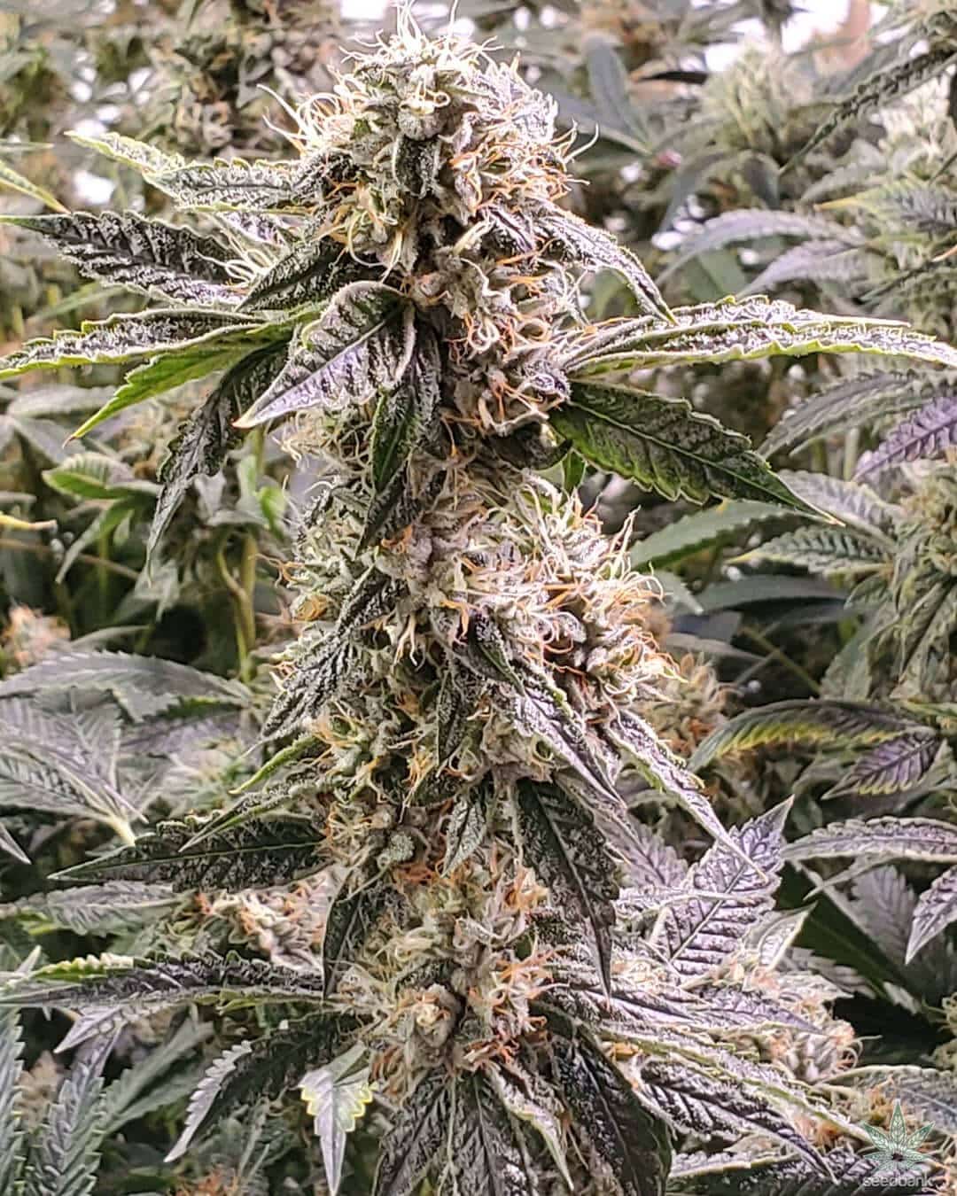 Fire OG Seeds products fire og seeds fog white fire og strain hybrid Feminized cannabis seeds feminized fire og seeds