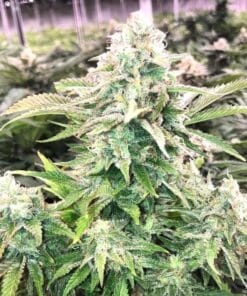 fire og seeds feminized kush seeds usa