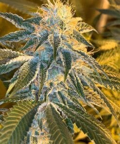 Fire OG Seeds products fire og seeds fog white fire og strain usa weed seeds fire og strain usa