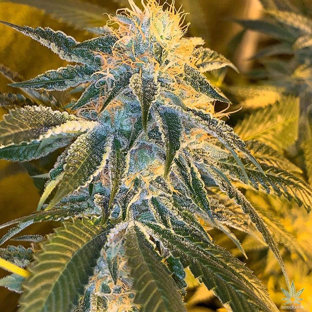 Fire OG Seeds products fire og seeds fog white fire og strain usa weed seeds fire og strain usa