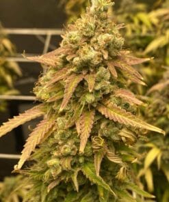 Skywalker OG Seeds feminized og skywalker seeds feminized og skywalker seeds