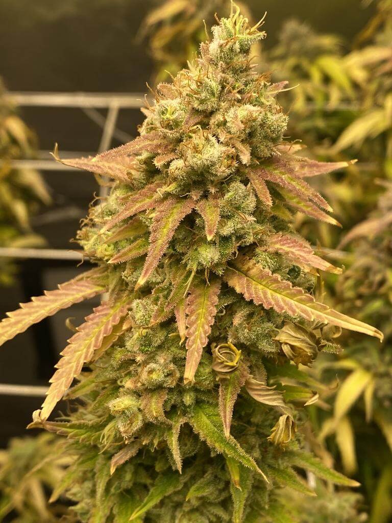 Skywalker OG Seeds feminized og skywalker seeds feminized og skywalker seeds