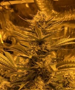 Skywalker OG Seeds og skywalker strain of skywalker strain