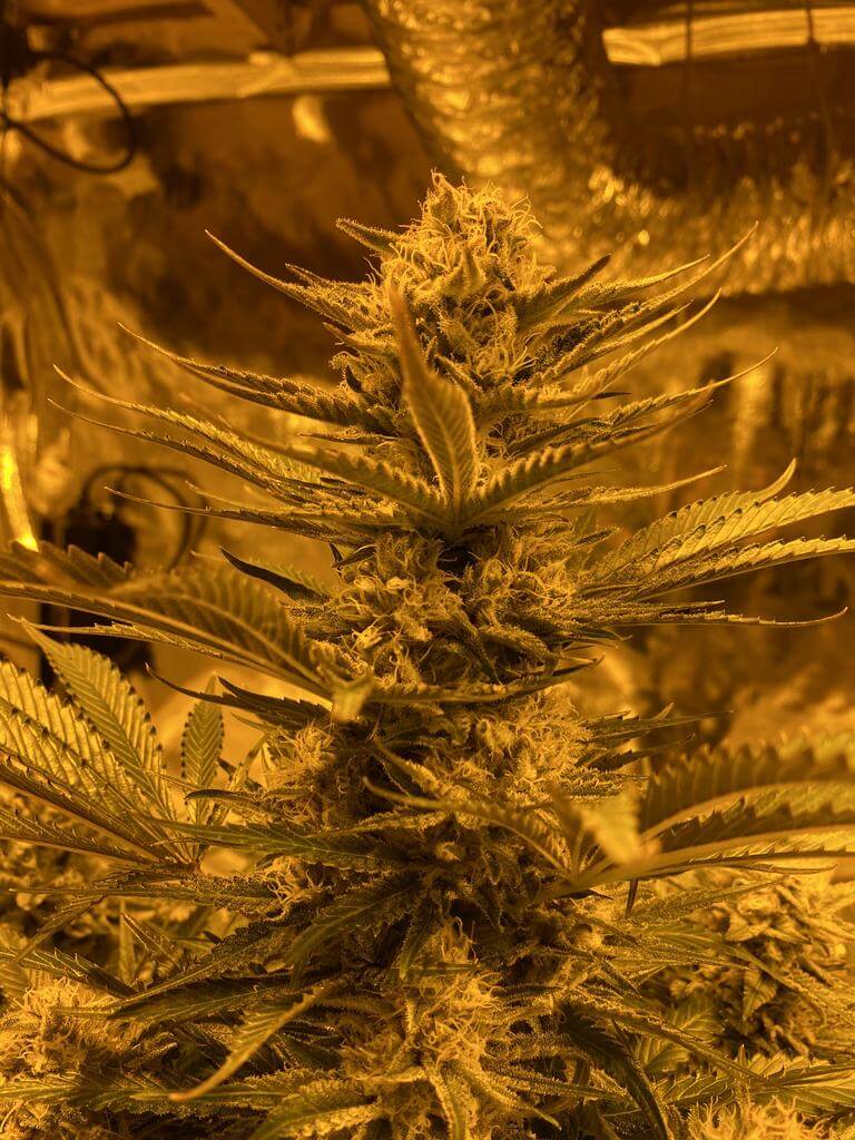 Skywalker OG Seeds og skywalker strain of skywalker strain